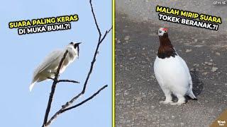 20 Suara Burung yang Jarang Terdengar, Mulai dari Mirip Bass Betot sampai Mirip Hantu #YtCrash