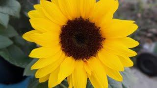 Polymer Clay Cane: Sunflowers (VLOG)