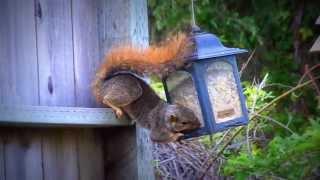 Squirrel and Hummingbird eating from bird feeder