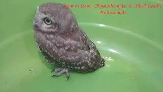 Release and Resettle a Trepan Injured Owl