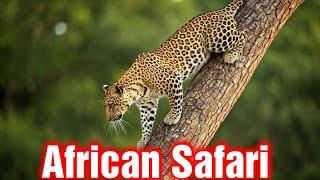 The Ultimate Guide to African Safari Tours