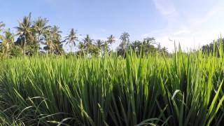 Walking in the rice fields in Bali