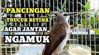 Suara burung trucukan gacor memanggil lawan Pancingan trucuk betina memanggil jantan agar nyaut