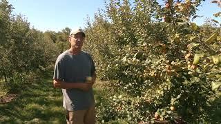 Honeycrisp: An Apple Saved by U-pick Orchards