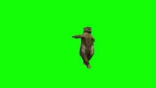 Top Green Screen Dance Bears Animated