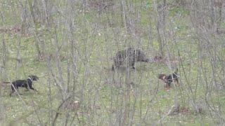 KÖPEKLERLE  DOMUZU AVI  /  WILDBOAR HUNTING WITH DOGS