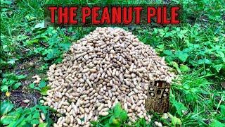 We Left a PILE OF PEANUTS in the Woods. Heres what happened! Trail Camera: The Peanut Pile