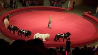 Пони. Цирк. Грациозные пони в цирке. Pony. Circus. Graceful ponies in circus.