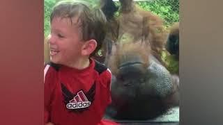 Orangutan and little boy share a laugh through glass at the zoo