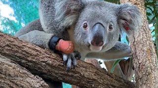 Did you miss me?  Triumph the koala ️