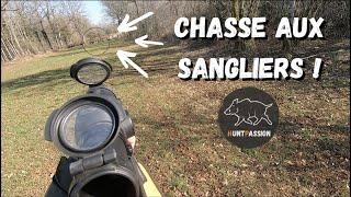 Chasse aux sangliers - Dans la traque !