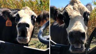Farmer Frightened by Protective Mama Cow in Iowa