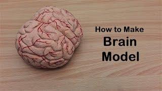 How to make Brain Cerebrum Model | 3d thermocol/Styrofoam Carving