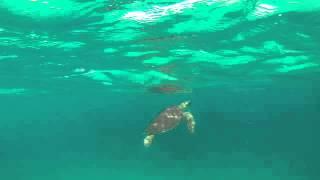 Sea Turtle St.Marteens GO-PRO Island of Tintamore