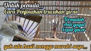 Cara termudah MENJINAKAN TRUCUKAN bahan ombyokan giras,glabakan untuk para PEMULA