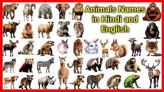 Animals Vocabulary ll 100 Common Animals Name In English With Pictures ll  Animals Names in English