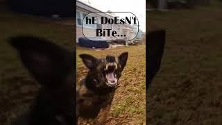 Dog Tries to Take a Bite Out of My FPV Drone #shorts #short #fpv