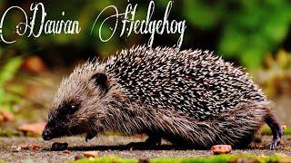 Daurian Hedgehog