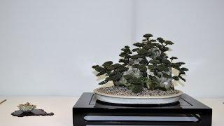 Bonsai Europa 2015 - Cotoneaster Integrifolius