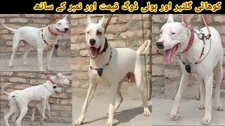 Kohati Gultair And Bully Dog with price and Number  @Pk Animals