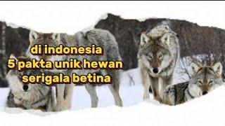 di indonesia#5 pakta unik# hewan serigala betina