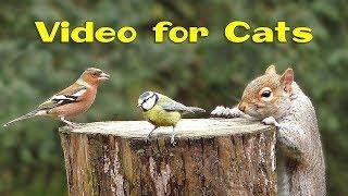 Videos for Cats and Dogs : 8 Hours of Birds and Squirrel Fun 