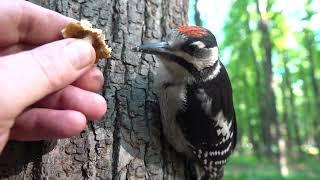 Ещё немного про ручного дятла / A little more about the tame woodpecker