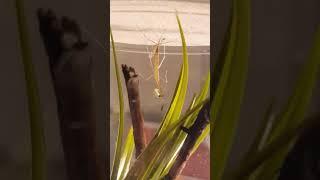 Chinese Mantis moult to L3