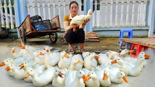 Harvesting Ducks After 3 Months of Raising Selling at Market - Cook delicious Steamed Duck with Salt
