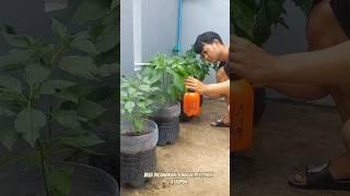 Mantap dan luar biasa hasilnya ||pencegahan hama pada tanaman cabai.#3 #berkebun