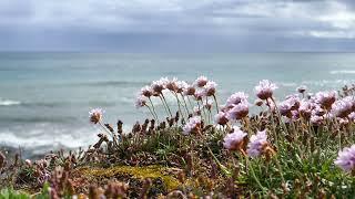 A ramble on the Copper Coast Waterford Ireland 4K Cinematic Footage