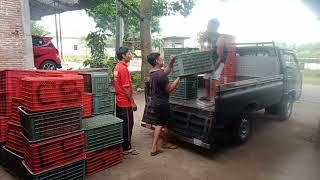 proses bongkar buah jeruk || bisnis kecilku