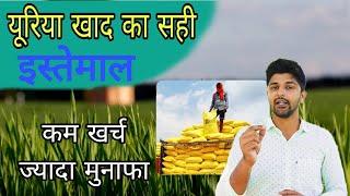 urea fertilizer । यूरिया खाद का पूरा लाभ केसे ले । मात्रा, खपतवार, सिंचाई ।