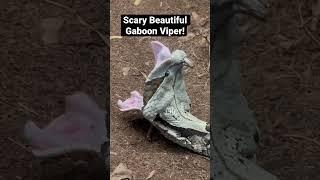 The Gaboon Viper is found in the rainforests and savannas of sub-Saharan Africa.