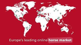 This is ehorses | Buying & selling horses on the biggest online horse market