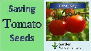 How to save tomato seeds - Compared Best 3 Methods