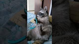 Smart Raccoon Plays With Tools