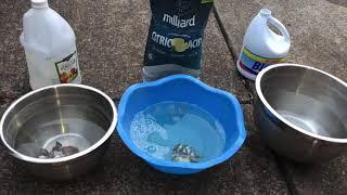 How To Clean Rocks // Bleach Water vs Vinegar Water vs Citric Acid