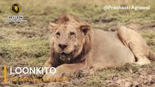 LOONKITO - El Gran Rey ha muerto (The Great King is dead) - Amboseli National Park