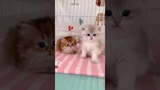 Charming Cat  Hilarious and Cute Kitty Videos #FelineFunnies #AdorableKitties #CuteCat #kittycomedy