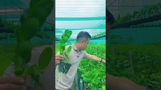 Chưa ai dám đo sức với Sing Rồng Lửa!