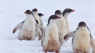 Gentoo Penguins