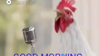 Chicken's singing good morning song funny
