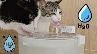 Cats Lived 30 Days Without Water