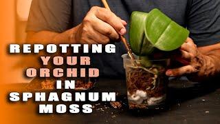 Orchid Care- Repotting A Phalaenopsis Orchid In Sphagnum Moss