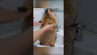 ️ Large Ground Squirrel 'Bobak marmot'