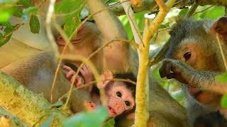 ONG...! Monkey Vienna Disallow Her Bro Vero Drinks Milk Bec Mom Violet Fed And Cared NewBorn A Lots