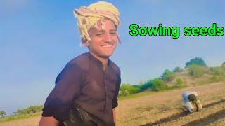 we are sowing cotton seed