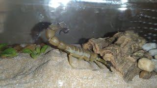 Yellow Fat-tailed Scorpion Digging In It's Enclosure