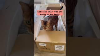 Cat wheel vs. the box it came in   #cats #cat #cutecats #catlover #catlife #catlovers #kitten